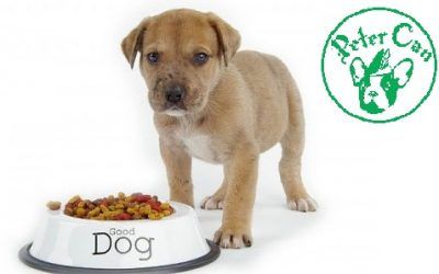 ¿Qué come realmente nuestro perro?